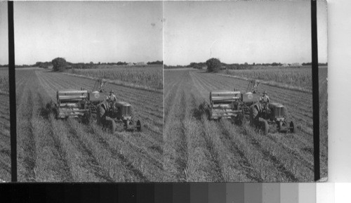 Harvesting Soy Beans with combine on farm in Illinois Corn Belt