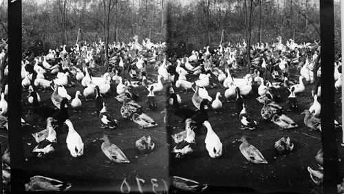 Round-up of the ducks, close of Columbian Exposition