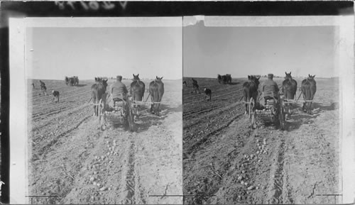 Digging potatoes by machinery. Grandy Center, Iowa