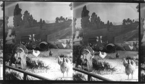 Barnyard Scene - Missouri Exhibit. Jamestown Exposition. VA