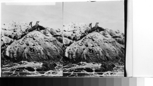 Seals climbing the Rocks, Seal Rocks, Santa Catalina Island of California