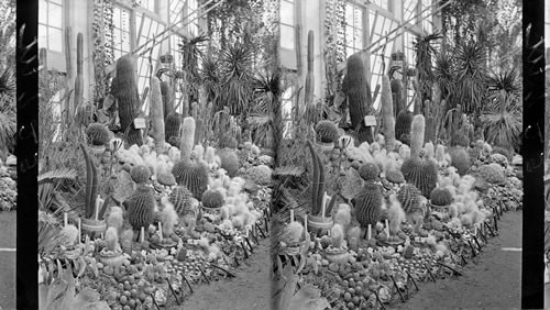 Columbian Exposition, Chicago, Ill., Wooley Cactus