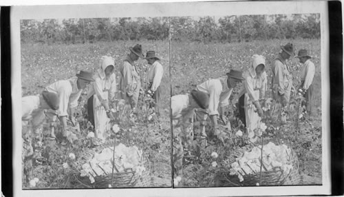 Picking cotton in own field, not sufficient to hire colored help. Scene in South Georgia