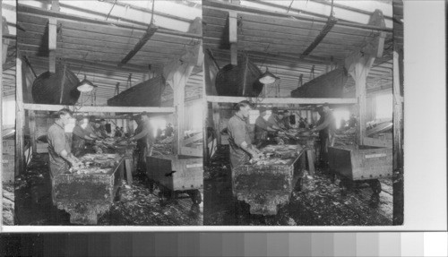 Cleaning and washing salmon prior to freezing. Canada