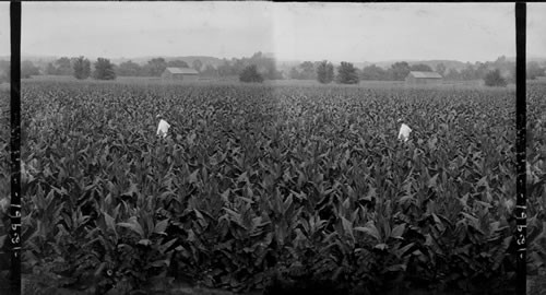 Field of Tobacco, Conn. Tobacco Fields in the Farmington Valley. Granby,  Conn — Calisphere
