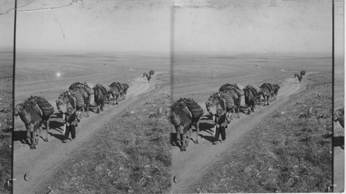 Camel caravan plodding over a country road in Asia Minor. Bibical Asia Minor