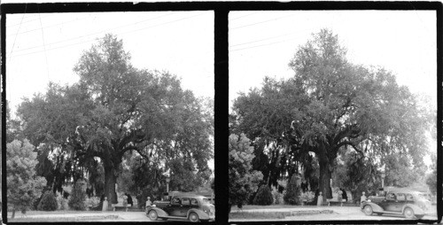 The Evangeline Oak, St. Martinsville [Saint Martinville], La. Under this tree, Evangeline, The Heroine of Longfellow's famous poem, found her long lost lover