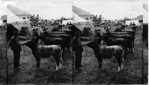 Colorado's Best, Great Stock Show, State Fair, Pueblo, Colorado