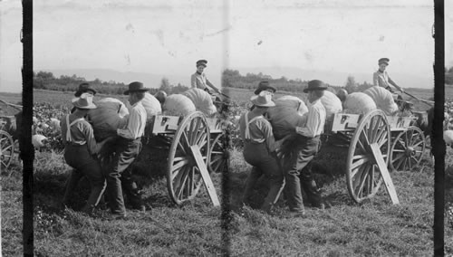 Loading Pumpkins, Washington