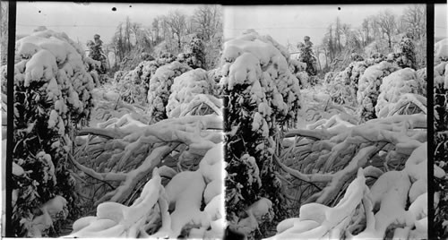 A Winter Scene in Victoria Park Niagara Falls, N.Y