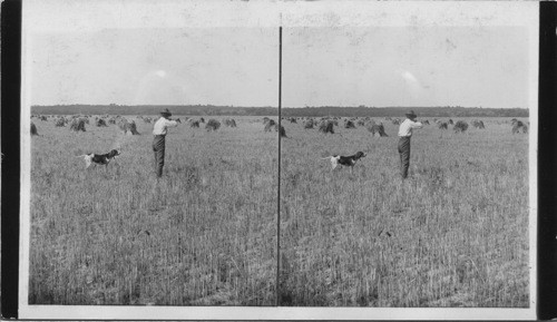 A Field of wheat stubble, a choice hunting ground of the prairie country, Kansas