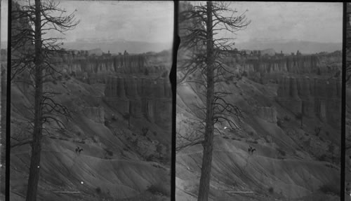 From Ute Trail. North East to Queen's Garden & Escalante Mountain. Bryce Canyon. Utah