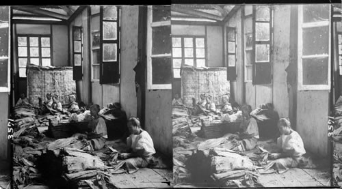 Assorting leaf tobacco in a cigar factory, Manila, Philippine Islands