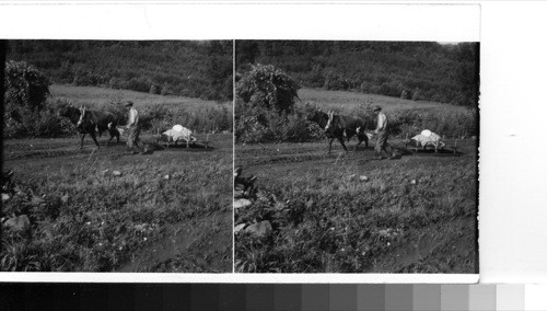 Cherokee Indian on the Qualla reservation carries bags of feed on his ox-drawn sled up the dirt road from the main highway to his farm