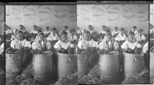 Filipino girls stripping leaves for cigar manufacture. Manila, Philippine Islands