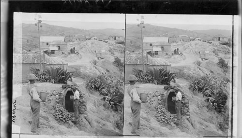 Pottery Making, Bridgetown. Barbados. Century Plant in its native habitat. See Cat. #26. Cultivated flowers #16 (Replaces X11578) page. 16