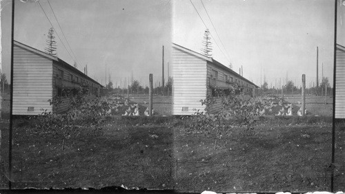 Chicken farms from reclaimed logging land, Puget Mill Company, Seattle, Wash