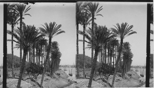 The Palm Fringed Nile