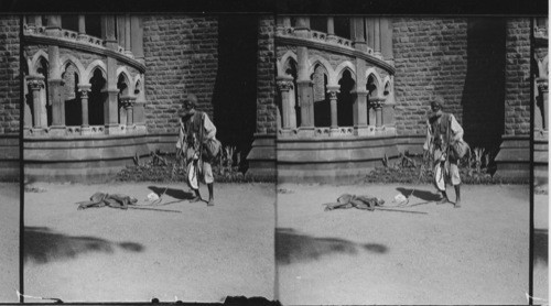 A Native Juggler and His Trick Monkey. Bombay. India