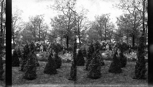 Wooded Island in Blossom. Columbian Exposition