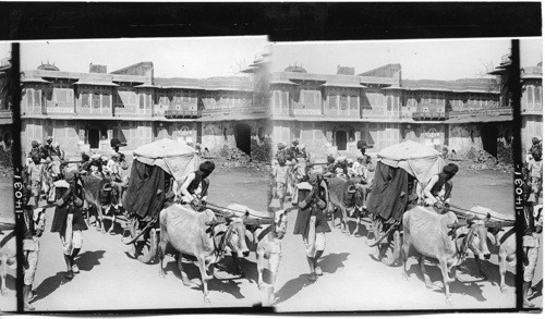 How the Oriental Travels - bullock Carts in the streets of Jaipur. India