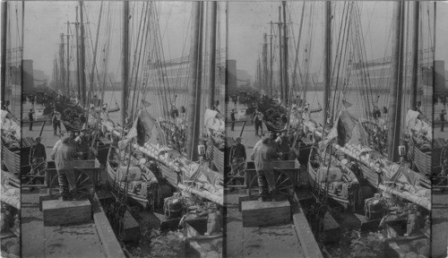 At the Boston Fish Pier - Unloading Halibut 1927