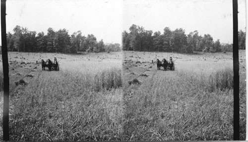 Reaping Wheat - Ontario, Canada