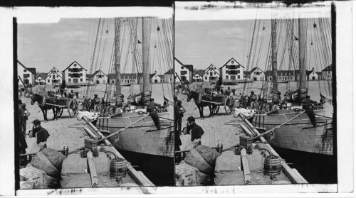 Unloading dried cod, Paspebiac. Bay Chaleur - Quebec. Canada