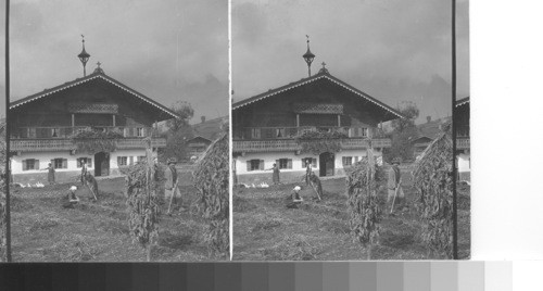 A Tyrol Chalet - crops being harvested in from of it. Austria. (Near St. Johann)