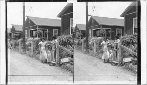 Unskilled Workmen's Homes, Sugar Cane