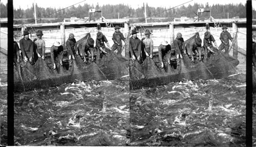 Seining for Chinook Salmon,Columbia River. Hauling in the seine. Oregon