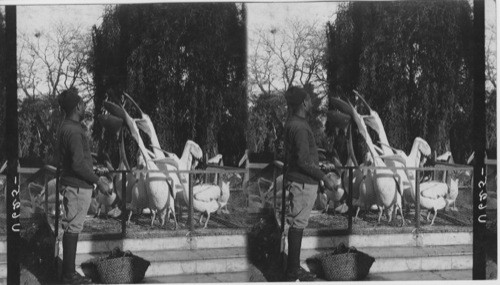 Pelicans in the Zoo at Feeding Time (Fish Pond Cairo ?)