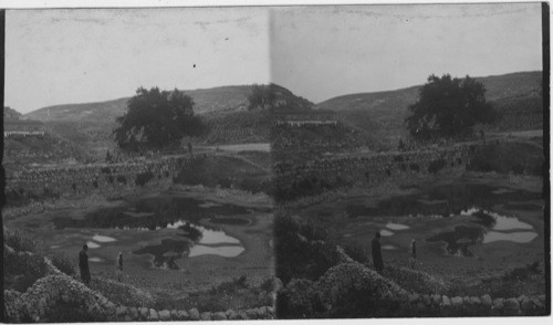 Old Pool of Siloam. Jerusalem, Palestine