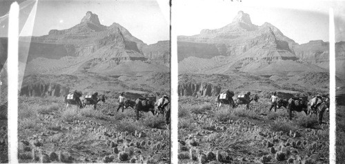 In the Grand Canyon, Arizona