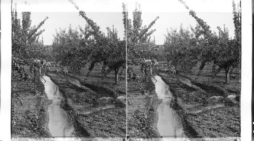 How Irrigation Feeds the Famous Orchards of Washington