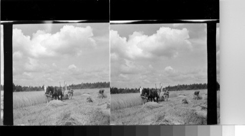 Isl. of Gotland, Sweden - Harvesting wheat in the northern part of the island of Gotland