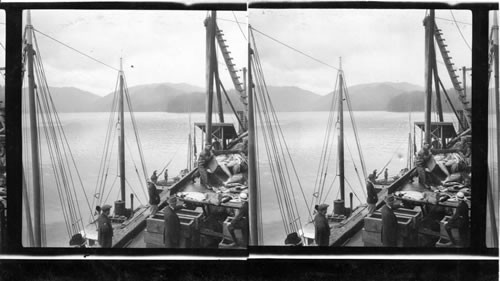 Buchanan boys watching unloading of fish at cold storage plant. Prince Rupert. B.C. Mr. Buchanan pointing