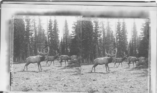 Finest of the American deer male and female elk. Yellowstone, Park