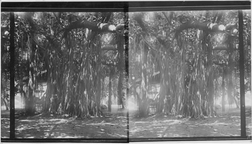 The great Banyan tree, largest in the Hawaiian Islands, Palace Grounds, Honolulu