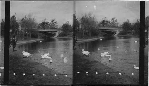 The Swans, Lincoln Park, Chicago