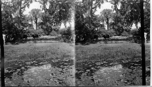 Cows along an Ontario lily pond, Canada