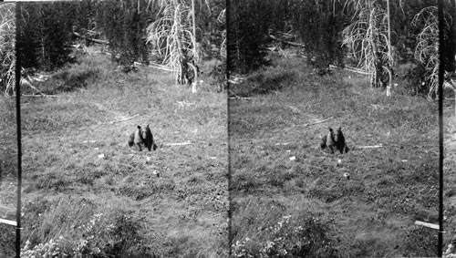 Grizzly bear at home in the wilderness of the famous Yellowstone Natl. Park. Wyoming