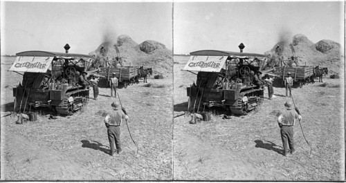 Threshing Wheat. Arizona