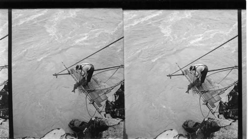 Siwash Indian Fishing for Salmon Hauling UP a 30-Pound Fish. Fraser River. B.C. Can