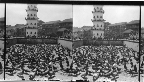 Lighthouse and Sacred Pigeons. Bombay, India