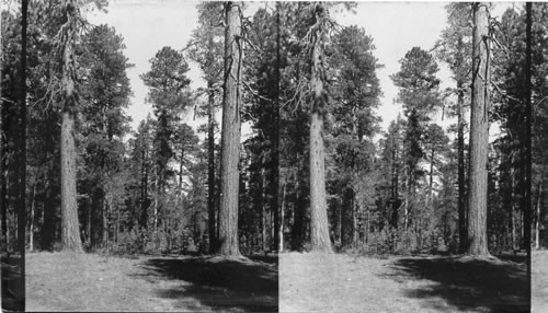 Pine Trees in the Kaibab Forest. Ariz