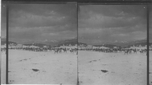 Some of the thousands of elk which live throughout the year in Yellowstone Park. Wyoming