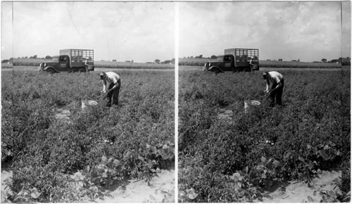 Picking tomatoes in a truck garden