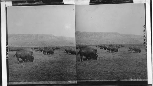 Earliest Inhabitants of the Plains. Herd of Bison. Pre-1903