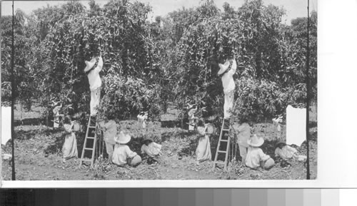 Gathering the luscious fruit of a heavily laden mango tree, Cuernavaca. Mexico